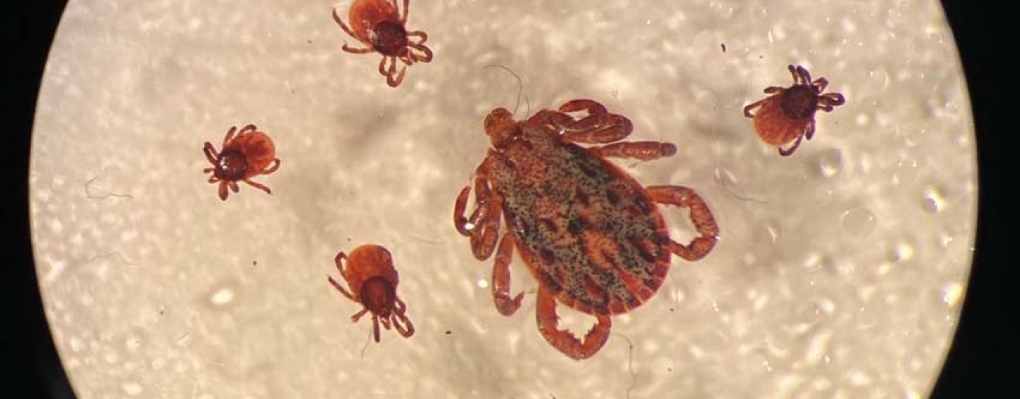 ticks seen through microscope