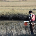 Graduate student Daniel Yim in wetland with survey equipment