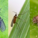 gnats and springtrail species used in the study