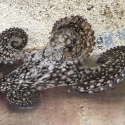 Brown and white spotted octopus