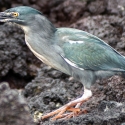 Lava Heron on rocks