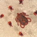 ticks seen through microscope