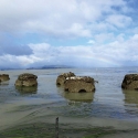 concrete reef balls for osters and eelgrass research