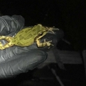 Black gloved hand holding a Pacific Tree Frog