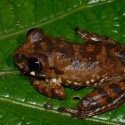 African frog on a leaf