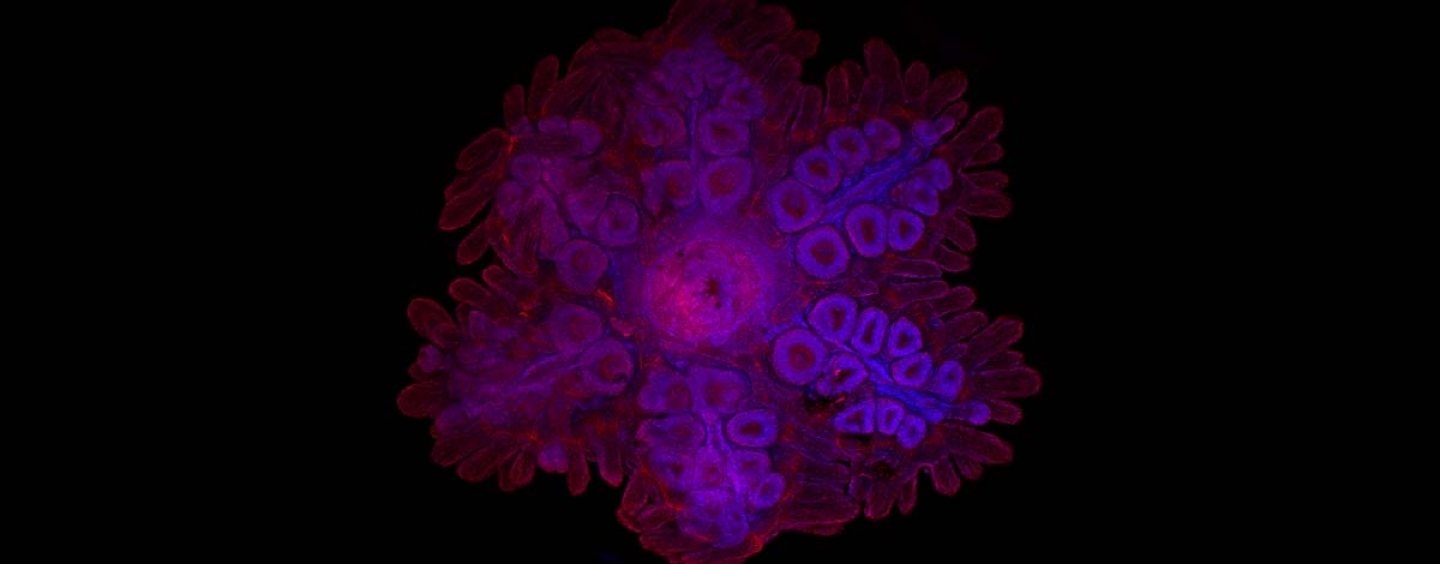 microscope image of sea star