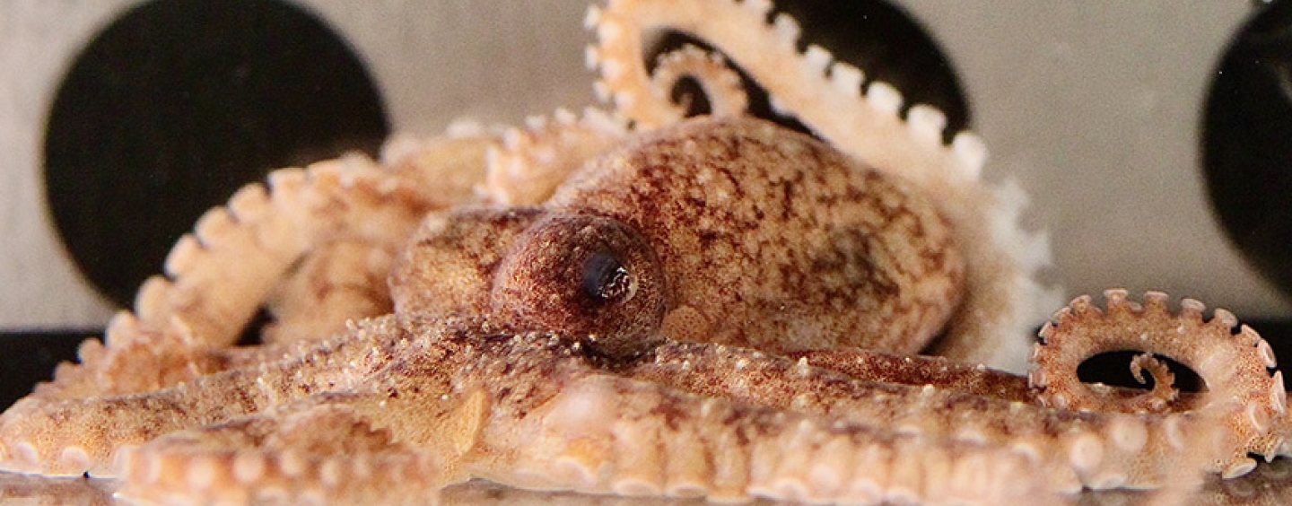 Bock's pygmy octopus (Octopus bocki), in a tank.