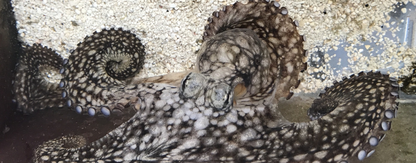 Brown and white spotted octopus