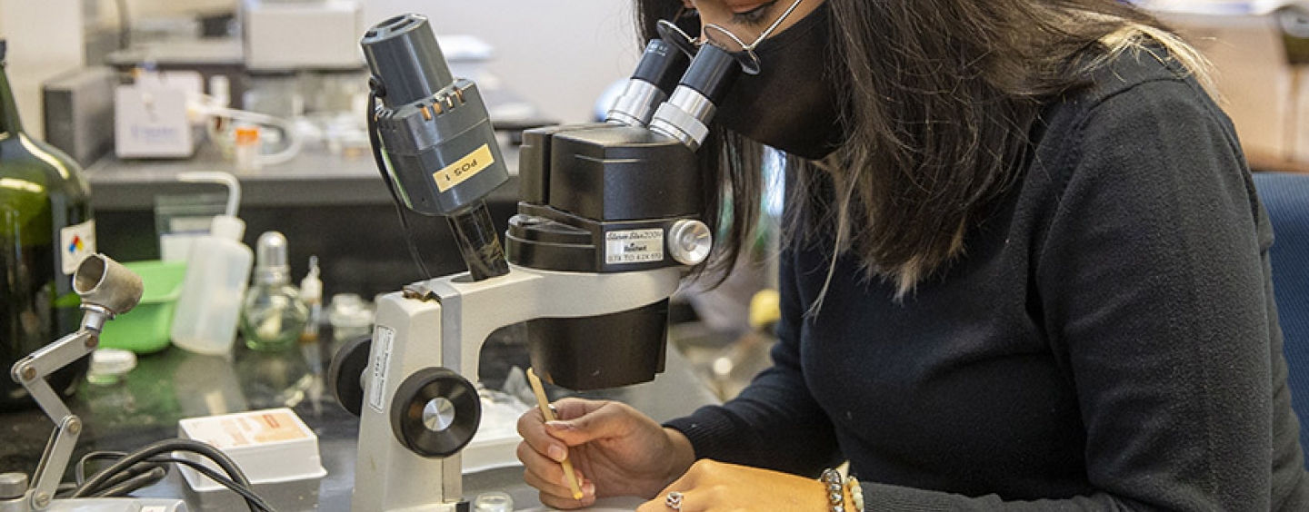SF State master's student Daniela Sanchez working in lab looking through a dissecting microscope