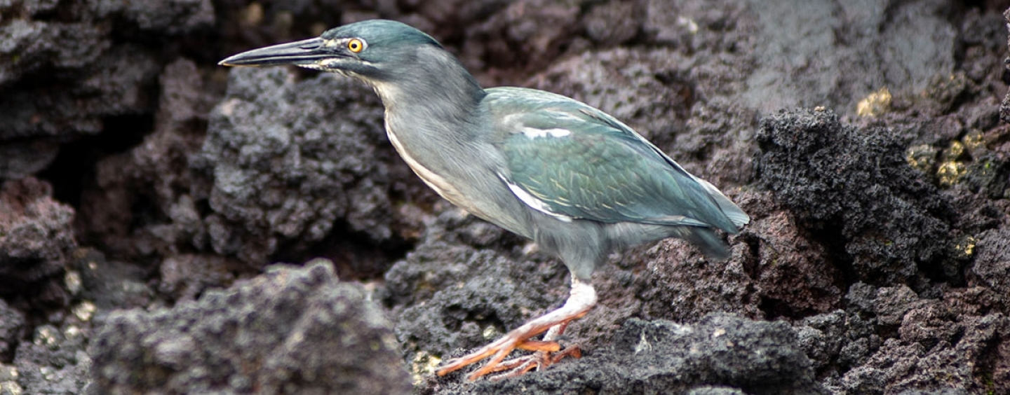 Lava Heron on rocks