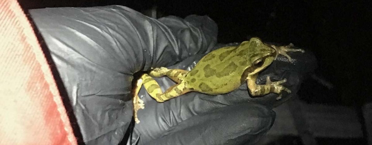 Black gloved hand holding a Pacific Tree Frog