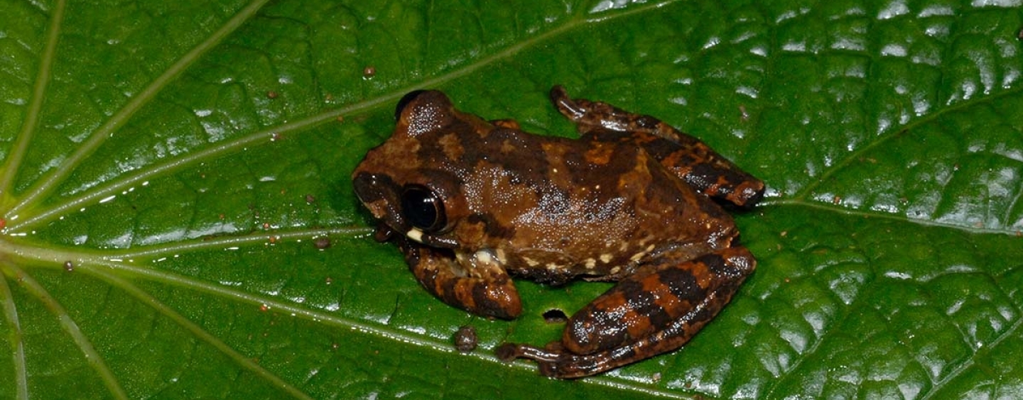 African frog on a leaf