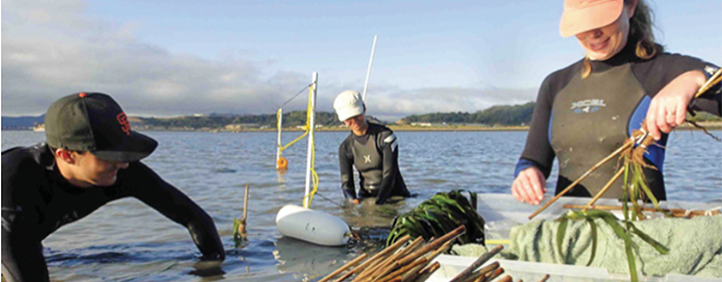 Kathy Boyer and two students plant eelgrass in the bay