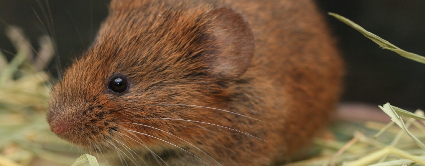 brown, fluffy rodent 
