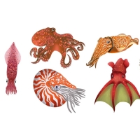 Six cartoons of cephalopods