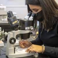 SF State master's student Daniela Sanchez working in lab looking through a dissecting microscope