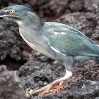Lava Heron on rocks