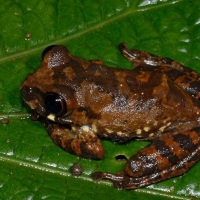 African frog on a leaf
