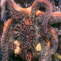 sea star wasting