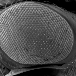 Normal fly's eye