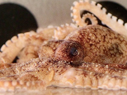 octopus in research tank