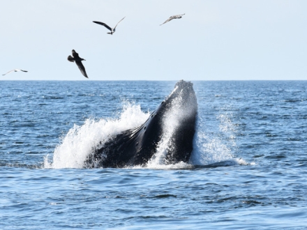 Humpback whale lunging out of water surrounded by birds