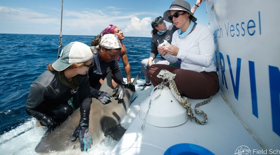 researchers tag a shark
