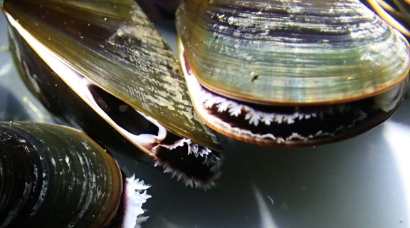 live and open blue mussels